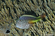 Paracirrhites forsteri-Wakatobi Batuata Island-8m-20180603-Denis-ADER-DSC_3766_tn